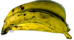 Fresh Ripe (Yellow) Plantain 3's